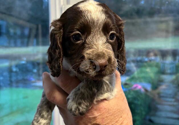 Cocker Spaniel pups for sale in Bala/Y Bala, Gwynedd