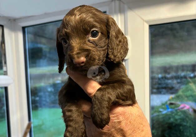 Cocker Spaniel pups for sale in Bala/Y Bala, Gwynedd - Image 2