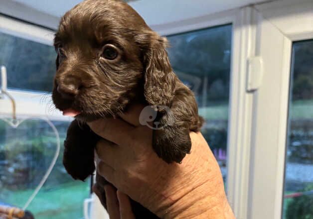 Cocker Spaniel pups for sale in Bala/Y Bala, Gwynedd - Image 3