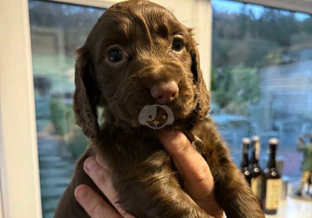 Cocker Spaniel pups for sale in Bala/Y Bala, Gwynedd - Image 4