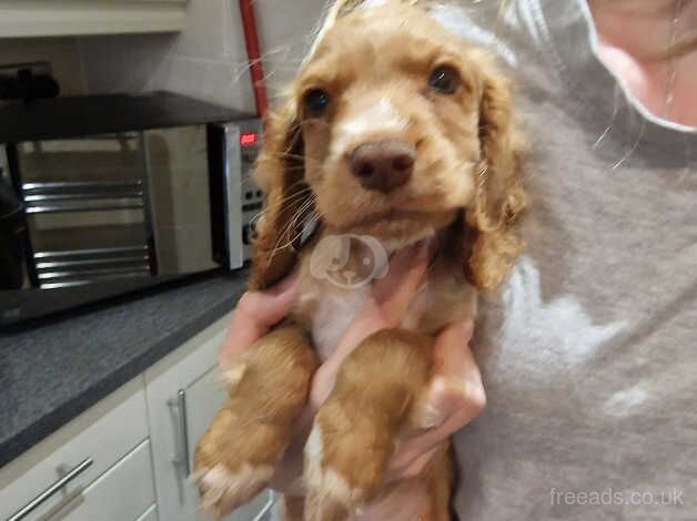 cocker spaniel pups for sale in Thorne for sale in Doncaster, South Yorkshire - Image 1