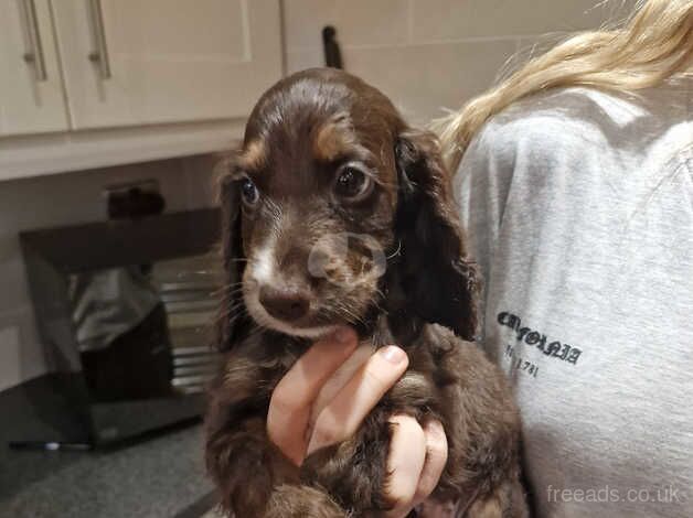 cocker spaniel pups for sale in Thorne for sale in Doncaster, South Yorkshire - Image 2