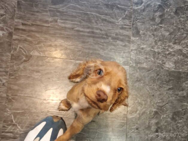 cocker spaniel pups for sale in Thorne for sale in Doncaster, South Yorkshire - Image 3