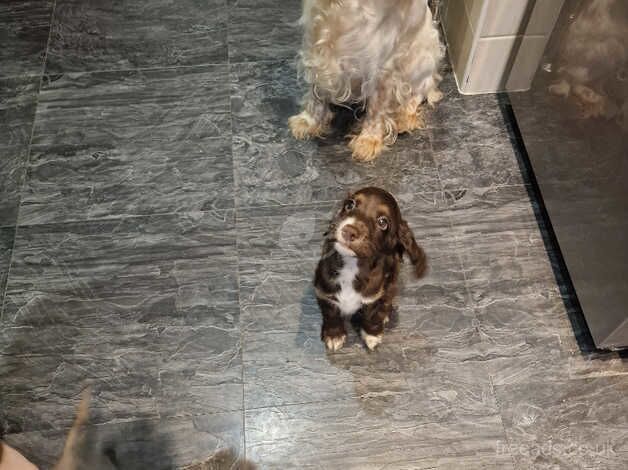 cocker spaniel pups for sale in Thorne for sale in Doncaster, South Yorkshire - Image 5