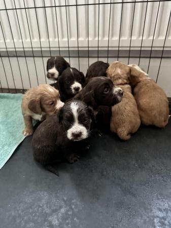 Cocker spaniel pups for sale littler of 9 for sale in Leeds, West Yorkshire