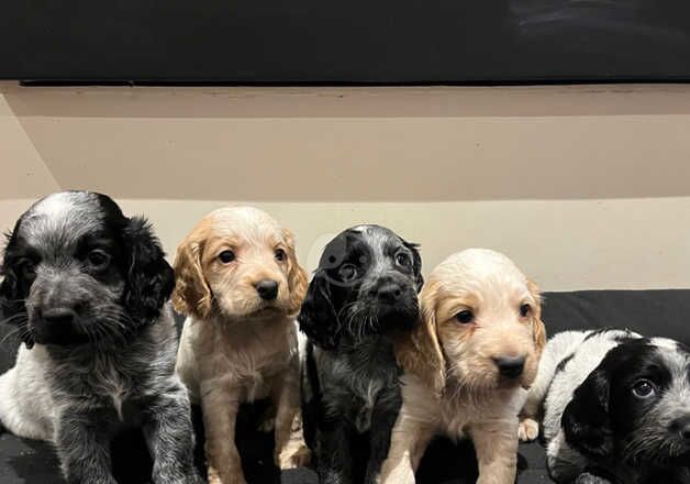 Cocker spaniel pups for sale in Barnard Castle, County Durham