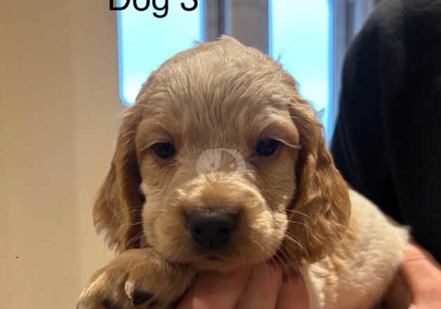 Cocker spaniel pups for sale in Barnard Castle, County Durham - Image 2