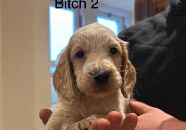 Cocker spaniel pups for sale in Barnard Castle, County Durham - Image 3