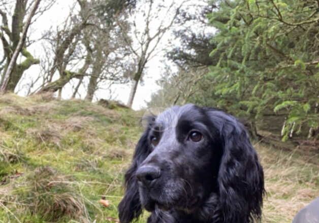 Cocker Spaniel Puppies for sale