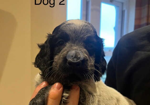 Cocker spaniel pups for sale in Barnard Castle, County Durham - Image 5