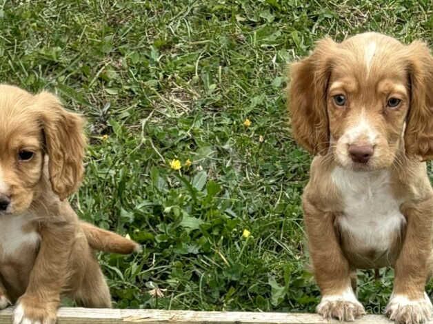 Cocker spaniel pups for sale in Bath, Somerset