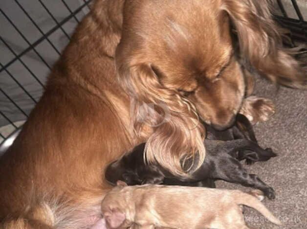 Cocker spaniel pups for sale in Bradford, West Yorkshire