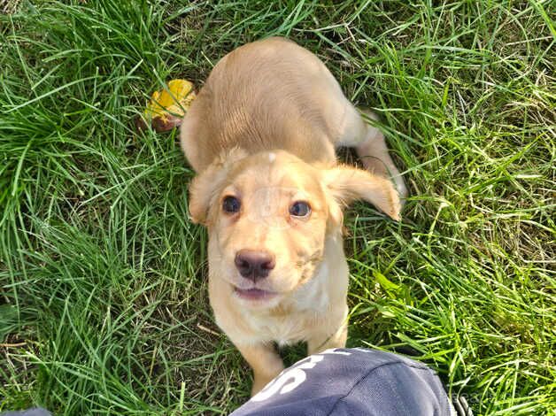 Cocker spaniel pups for sale in Crook, County Durham