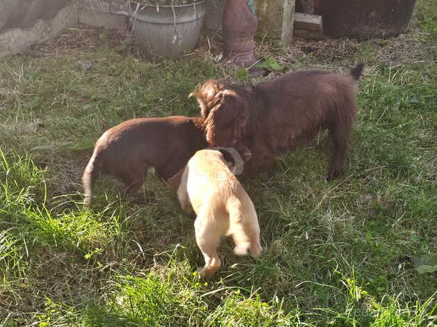 Cocker spaniel pups for sale in Crook, County Durham - Image 2