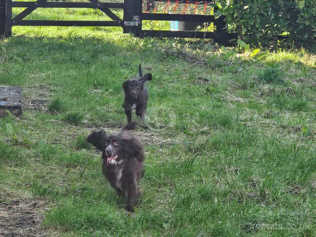 Cocker spaniel pups for sale in Crook, County Durham - Image 4