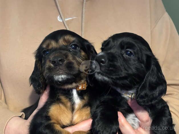 Cocker spaniel pups for sale in Crook, County Durham