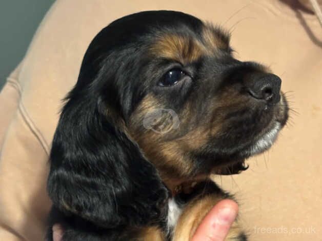 Cocker Spaniels for sale in Crook, County Durham