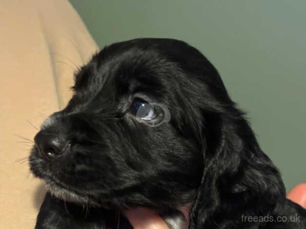 Cocker Spaniel Puppies for sale in County Durham