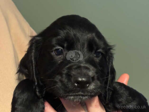 Cocker Spaniel Puppies for sale