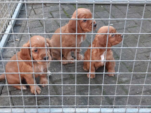 Cocker spaniel pups for sale in Doncaster, South Yorkshire - Image 1