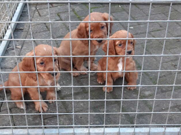 Cocker Spaniels for sale in Doncaster, South Yorkshire