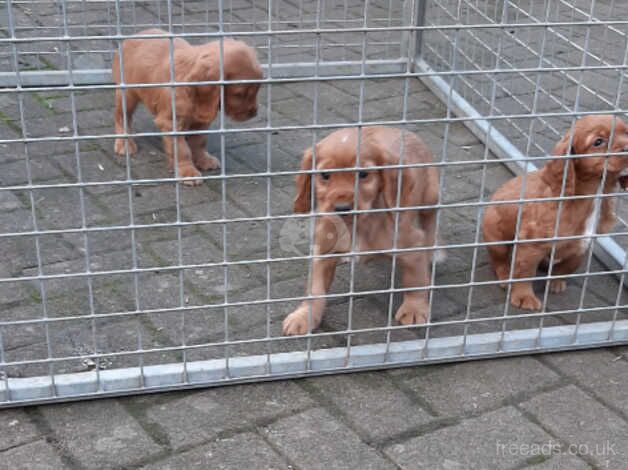 Cocker spaniel pups for sale in Doncaster, South Yorkshire - Image 3