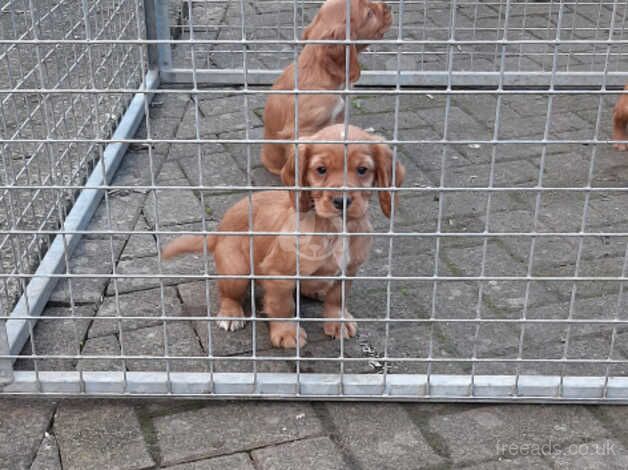 Cocker Spaniel Puppies for sale