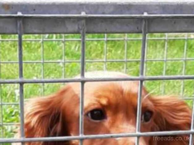 Cocker spaniel pups for sale in Doncaster, South Yorkshire - Image 5