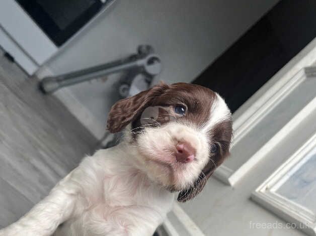 Cocker spaniel pups for sale in Doncaster, South Yorkshire