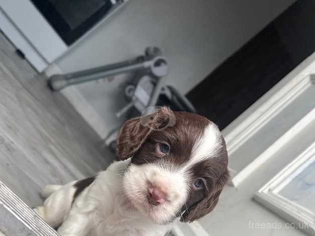 Cocker spaniel pups for sale in Doncaster, South Yorkshire - Image 2