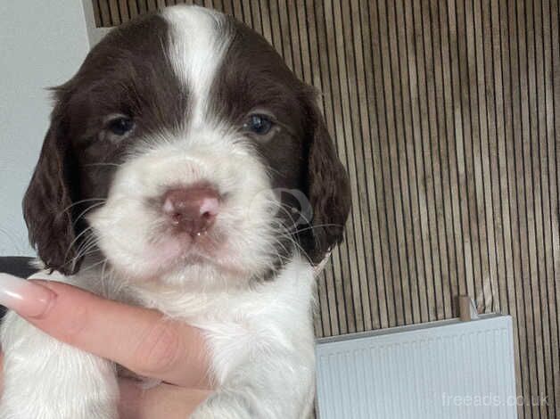 Cocker Spaniel Puppies for sale in South Yorkshire