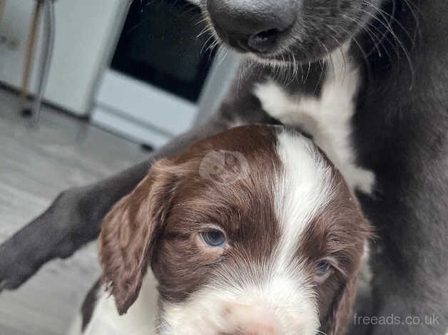 Cocker spaniel pups for sale in Doncaster, South Yorkshire - Image 4