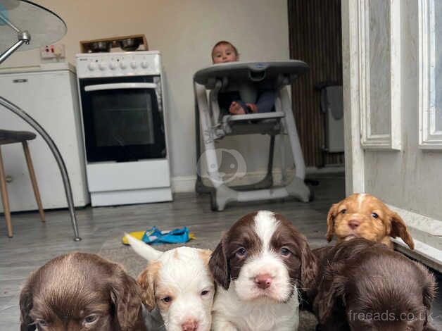 Cocker spaniel pups for sale in Doncaster, South Yorkshire - Image 5