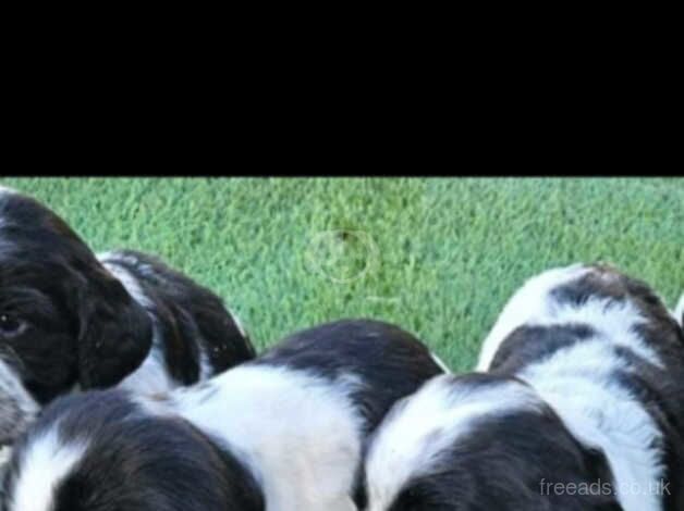 Cocker spaniel pups for sale in Ebbw Vale/Glyn Ebwy, Blaenau Gwent - Image 1