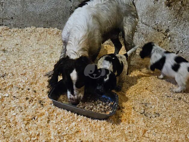 Cocker spaniel pups for sale in Ebbw Vale/Glyn Ebwy, Blaenau Gwent - Image 2