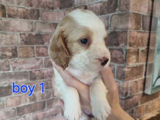 Cocker spaniel pups for sale in Halifax, West Yorkshire - Image 1