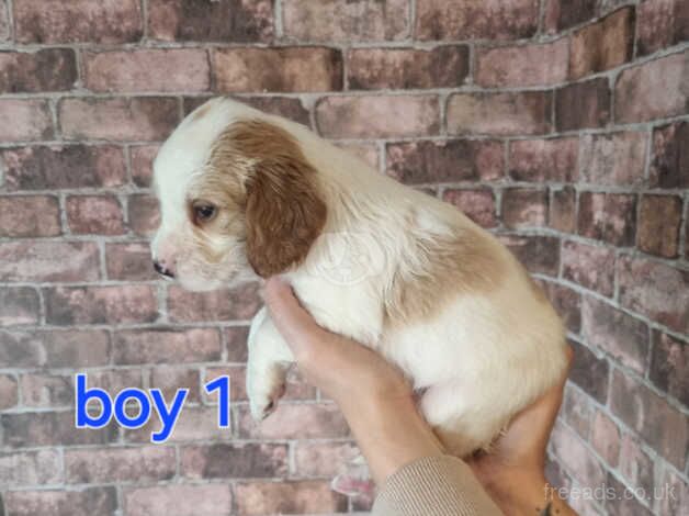 Cocker spaniel pups for sale in Halifax, West Yorkshire - Image 2