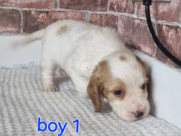 Cocker spaniel pups for sale in Halifax, West Yorkshire - Image 3