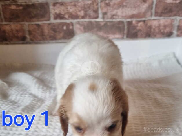 Cocker spaniel pups for sale in Halifax, West Yorkshire - Image 4