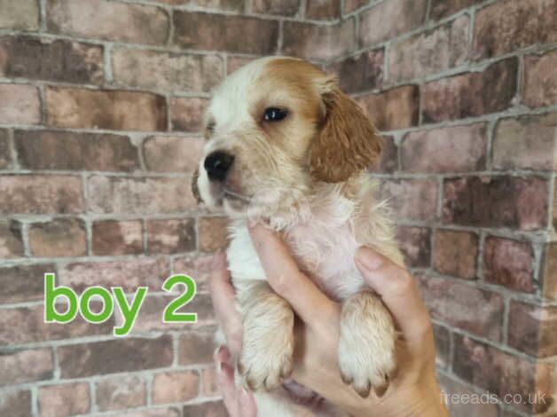 Cocker spaniel pups for sale in Halifax, West Yorkshire - Image 5