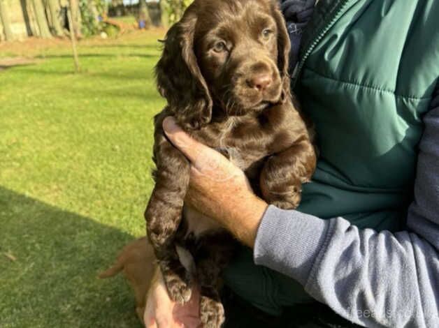 Cocker spaniel pups for sale in Magherafelt, Magherafelt