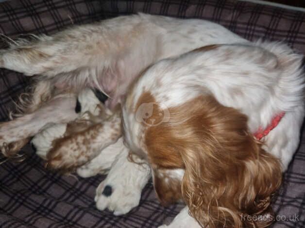 Cocker spaniel pups for sale in Norwich, Norfolk - Image 1