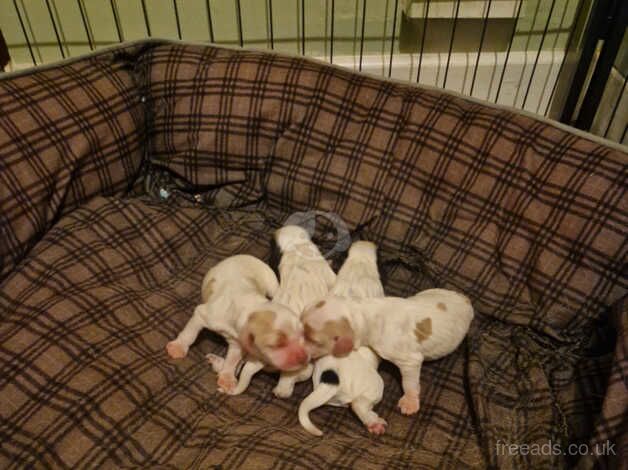 Cocker spaniel pups for sale in Norwich, Norfolk - Image 2