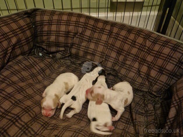 Cocker spaniel pups for sale in Norwich, Norfolk - Image 3