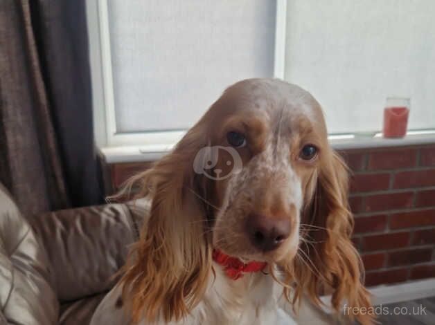 Cocker spaniel pups for sale in Norwich, Norfolk - Image 4