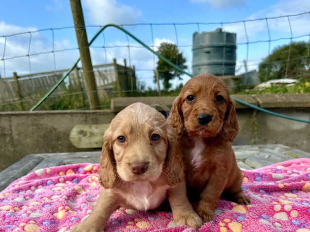 Cocker Spaniel pups for sale in Omagh