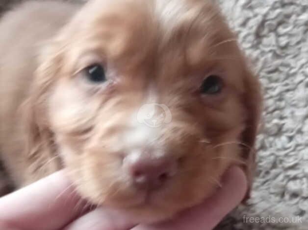 Cocker spaniel pups for sale in Stourbridge, West Midlands - Image 1