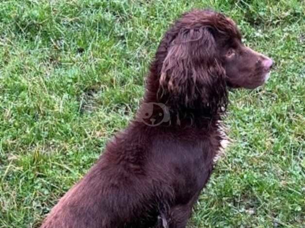 Cocker spaniel pups for sale in Stourbridge, West Midlands - Image 2