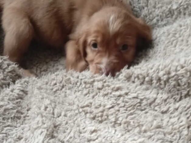 Cocker spaniel pups for sale in Stourbridge, West Midlands - Image 3