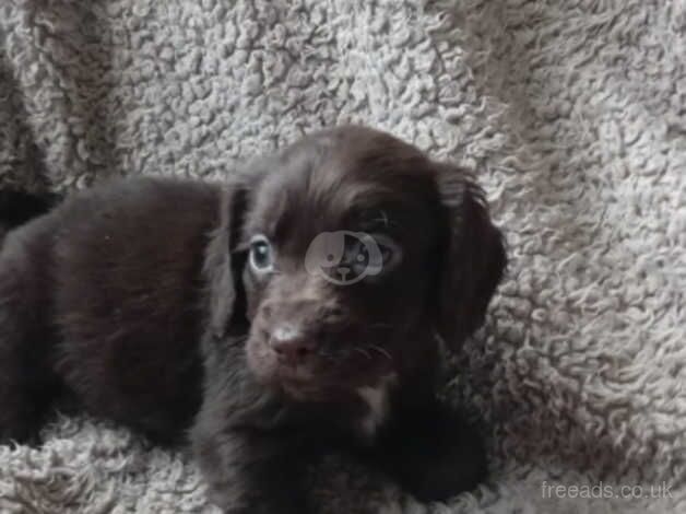 Cocker spaniel pups for sale in Stourbridge, West Midlands - Image 4